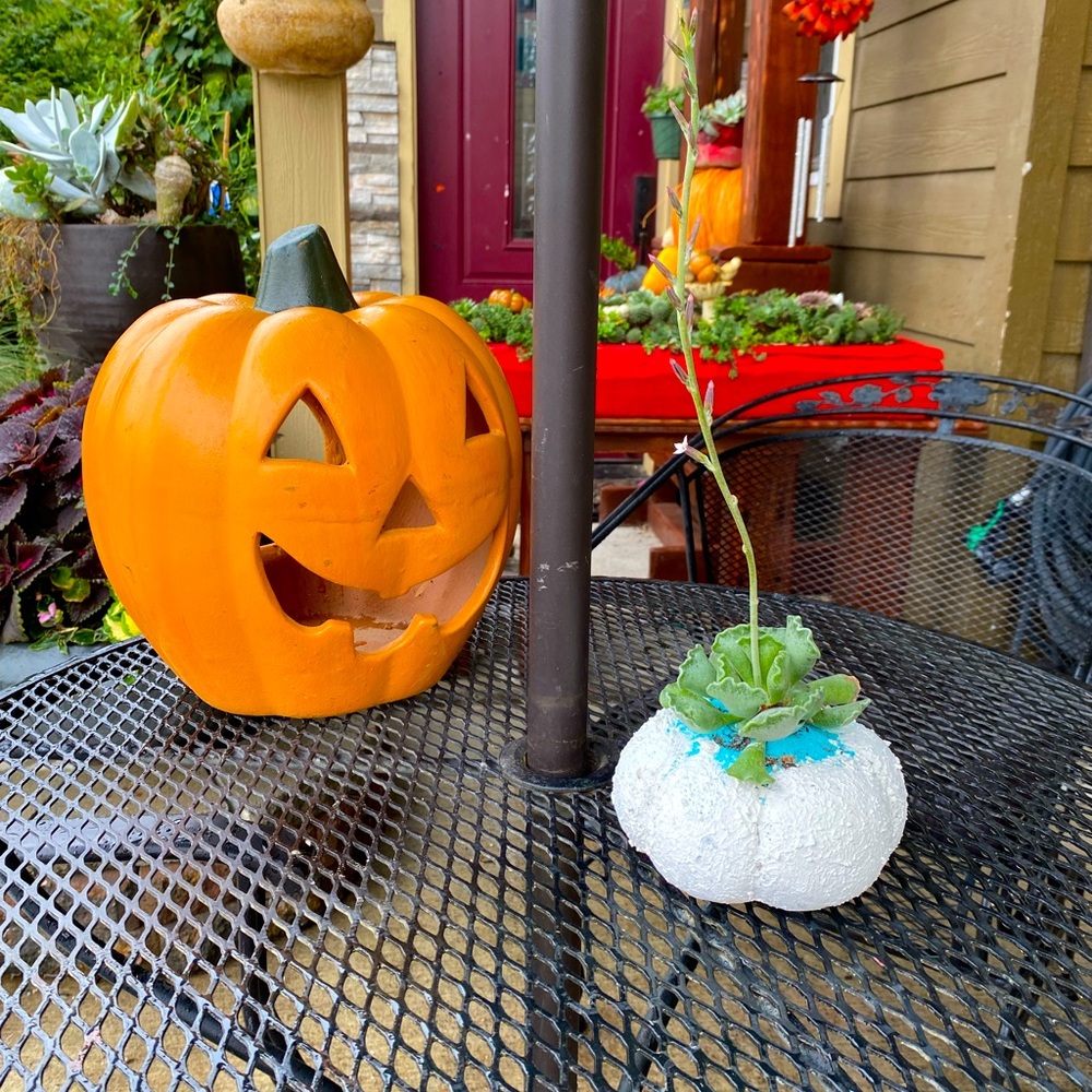 PUMPKIN / PLANTER  - Handmade Home Decor